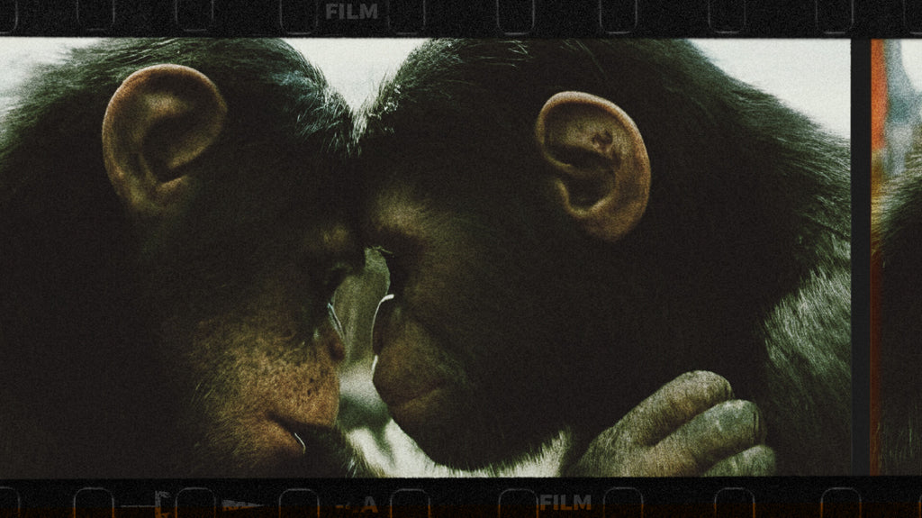 Kingdom of the Planet of the Apes: an Echo of the past